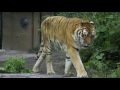 amur tiger アムールトラのタツオ　メイン放飼場を歩く