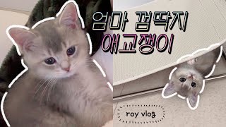 VLOG 😽 | 고양이 브이로그 | 드디어 첫 예방접종 💉| 귀여운 애교쟁이 아기고양이 | 점점 엄마 껌딱지 | 초보집사 브이로그 | 아기고양이 일상