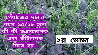 পেঁয়াজের দানার বয়স ১৫/১৬ হলে কী কী ছএাকনাশক এবং কীটনাশক দিতে হয়। প্রথম ডোজ (পর্ব -২)।