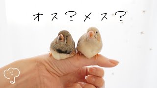 キンカチョウの雛が我が家に来て2週間が経ちました/Two weeks have passed since the zebra finch chicks came to our house