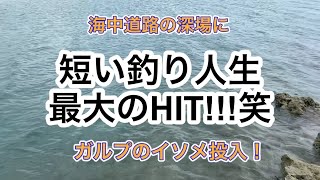 『1日1魚チャンネル』人生最大のHIT❗️めちゃくちゃ楽しかった海中道路釣行❗️#沖縄ルアー釣り #ライトゲーム #初心者