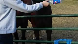 Deaf cowgirl and horse trainer