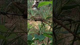 #lizard #කටුස්සා#katussa බලන්නකො...මෙයාට තියෙන සැප...🌿🌿🦎🦎🦎🫠🫠🫠🌿🌿🦎🦎🦎@Muthu Teacher 🌿🌿🌿🦎🦎🦎🦎