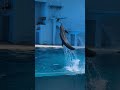 イルカの大ジャンプ♡…の後ろで，トレーナー全速力ダッシュしてた，笑。dolphin，八景島シーパラダイス，aquarium，animal，水族館，japan