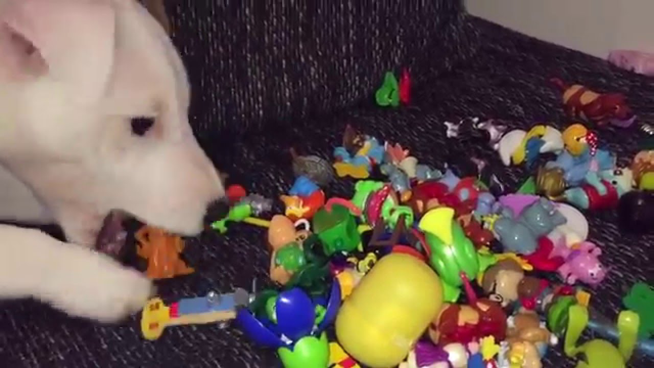 Why Does Dog Eat Toys At Steven Sanford Blog