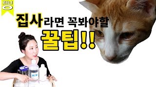 [정녕이]고양이 집사들에게 알려주는 꿀팁!!(이미 알고있으려나..)[정녕TV]