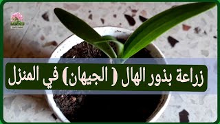 ازرع عشرات الشتلات من الجيهان الهيل من بذور موجودة عندك في البيت بطريقه سهلة