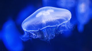 Water Sounds Jellyfish Aquarium 4k (🎧 Best with Headphones) Underwater White Noise for Relaxation