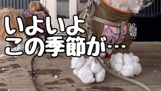 [シーズー多頭飼い]涙やけで悩んでいたら12月になり、雪がつもり、雪玉に悩む飼い主