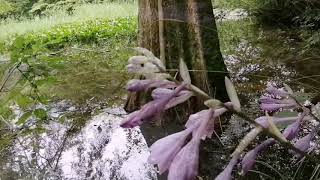 紫陽花−神戸市立森林植物園(長谷池) hydrangea-Kobe Municipal Arboretum\u0026Haseike (pond)