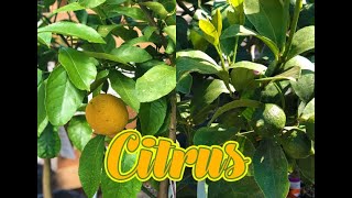 Citrus Plants at Lavender Fields Herb Farm