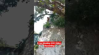 Monkey Breading #monkey #monkeys monkey #monkeydluffy #monkeyvideo monk #dandi #hik