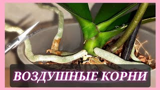 Воздушные корни у орхидеи нужно обрезать?