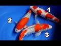 Selecting the best Goshiki| Koi Fish Guide