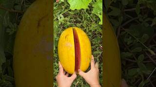 黃皮紅肉西瓜「黛安娜」 #fruit #田園生活 #蔬菜Harvest yellow watermelon#gardening #farming #vegetables