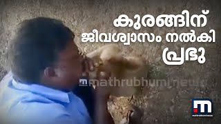 കുരങ്ങിന് ജീവശ്വാസം നല്‍കി ജീവിതത്തിലേക്ക് തിരികെ പിടിച്ച് പ്രഭു | Mathrubhumi News