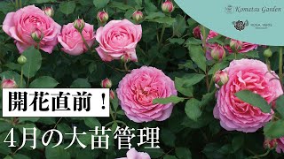 【バラの大苗】4月の大苗の管理を解説します