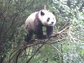 panda falling out of tree