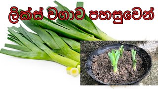 How to leeks growing, ලික්ස් වගා කර ගන්නා ආකාරය.