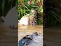 Jaguar Melarikan Diri dari Kejaran Buaya Rawa #animals #jaguar #crocodile