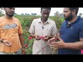 rose farming देसी गुलाब की खेती से ऐसे कमाए लाखों