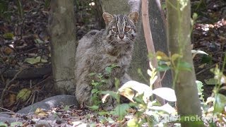 ネイティブ　ツシマヤマネコ　2014