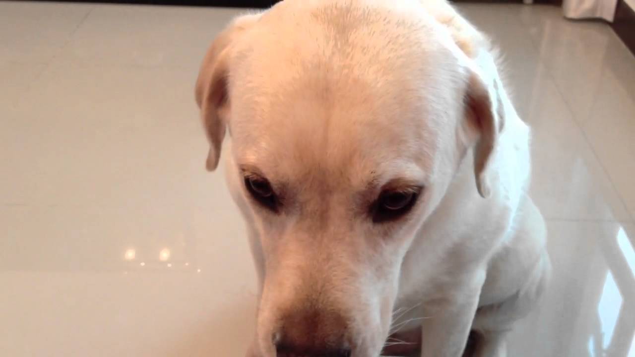 Dog Saying I Love You Youtube