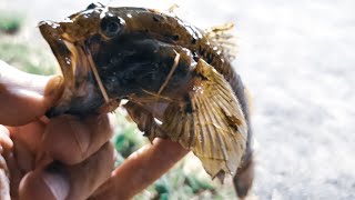 【釣り・ニコ生】旧中川でチヌとハゼ釣り、結果、でかいマハゼが釣れた！＠荒川ロックゲートは釣果なし【VLOG】