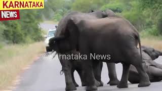 ರಸ್ತೆ ದಾಟುವಾಗ ಪ್ರಜ್ಞೆ ತಪ್ಪಿದ ಆನೆಮರಿ ಮುಂದೆನಾಯಿತು ತಪ್ಪದೆ ನೋಡಿ