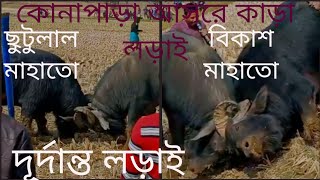 কোনাপাড়া আসরে কাড়া লড়াই _বিকাশ মাহাতো vs ছুটুলাল মাহাতো #কাড়া_লড়াই #পুরুলিয়া