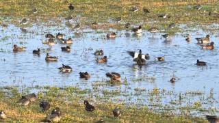 Wigeons at Marshside    -        Anas penelope