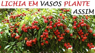 Conhece lichia ? aprenda a cultivar em casa hoje mesmo!