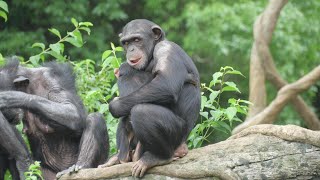 コサチにエアーベッドを教えるヨシズとだっこできたハルちゃん　よこはま動物園ズーラシア　チンパンジー　202409