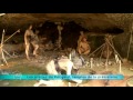 les grottes du périgord temples de la préhistoire