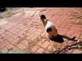 Diatomaceous Earth for Myself and CATS Diatomaceous Earth for Myself and CATS