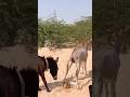 #donkeys#youtubeshorts #jungle