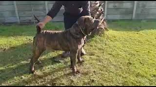 Awesome Brindle Boerboel male!