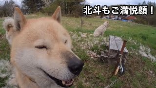 初夏を前に北海道犬の北斗の換毛作業！Moulting work for Hokuto, a Hokkaido dog, before early summer綿あめを作る時のようにフワフワ😂