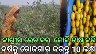 କାଶ୍ମୀର ରେଡ ବର  କୋଳି ଚାଷ କରି ବର୍ଷକୁ ରୋଜକାର କରନ୍ତୁ 10 ଲକ୍ଷ