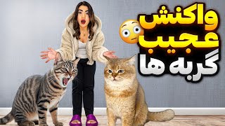 اولین دیدار دو دشمن خونی😂دارچین و نخود🐈