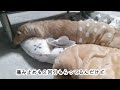 【急性膵炎】のんちゃん半日入院して点滴と採血をしました【カニンヘンダックスのんの】