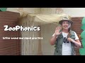 Zoo-phonics Signals and Sounds || Phonics with movement