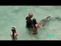 playing with dolphins in french polynesia