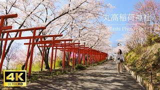 Hashi Photo Spot 丸高稲荷神社【4K】