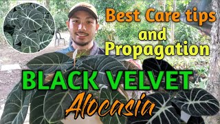 BLACK VELVET ALOCASIA CARE TIPS AND PROPAGATION