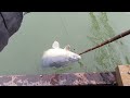 폭탄없는 낚시터 조행 구트 조행기 113화 장대낚시 잉어낚시 향어낚시 carp fishing long rod fishing 찌올림