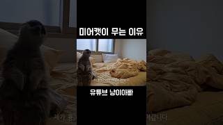 미어캣이 주인 무는 이유