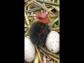 baby coot coot eggs eurasian coot common coot australian coot swimming bird shorts