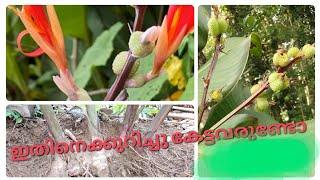 ഊരാളി ചേമ്പ് | മധുര ചേമ്പ് |  Sweet Colocasia| ഇത് കഴിച്ചിട്ടുള്ളവർ അപൂർവം 🤔#trending #farmer