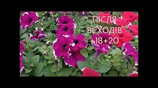 Готуємось до сезону 2025.  Технологія вирощування кущової петунії.